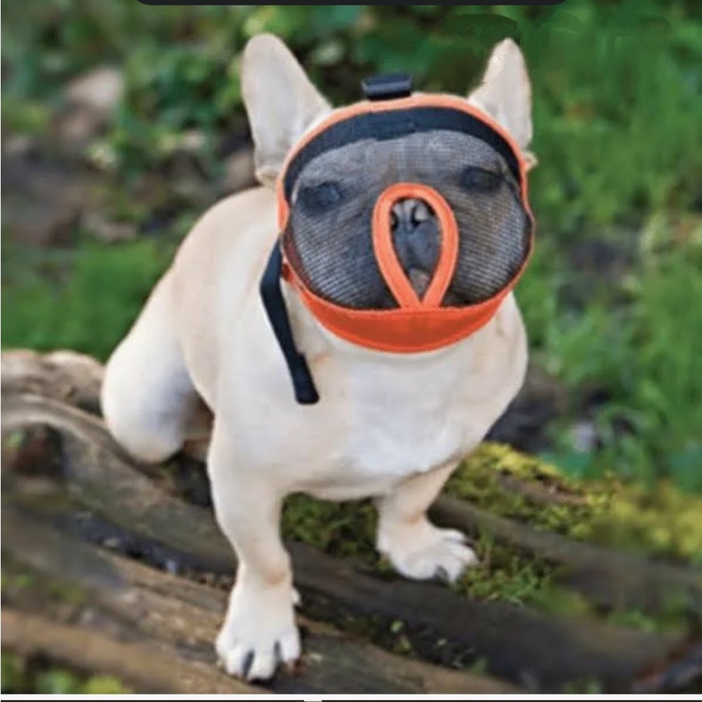 Small Grey and Black Dog Muzzle